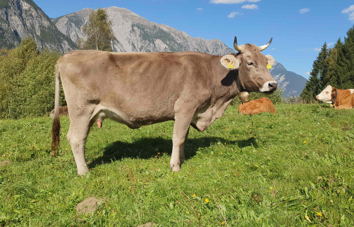 Original Braunvieh Kuh 1