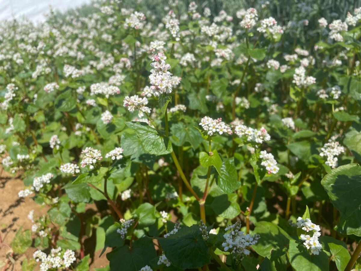 Buchweizen Sorte Billy 1