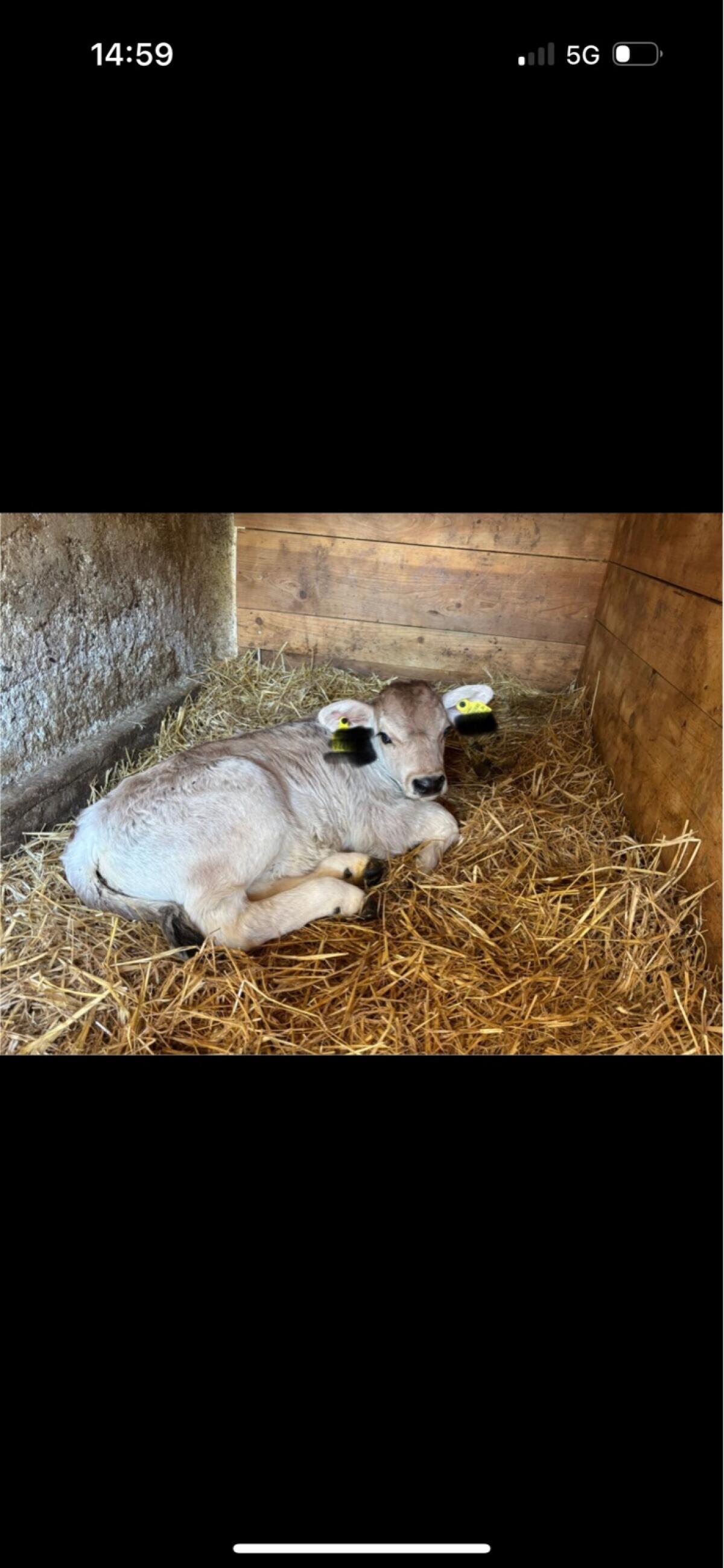 Grauvieh Stierkalb 1