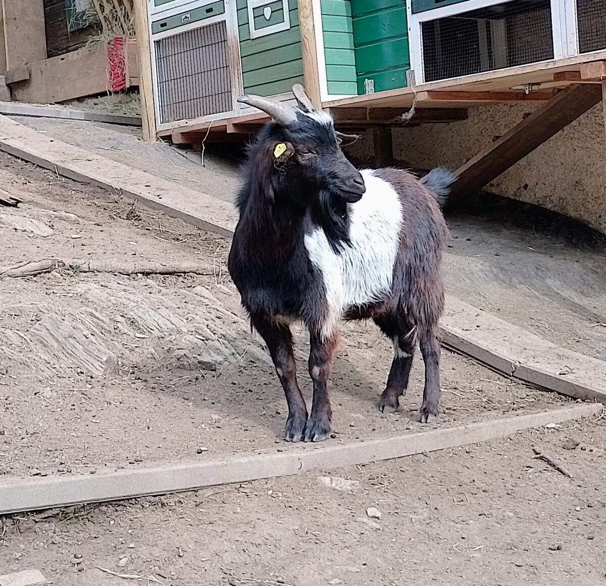 Lieber Zwergziegenbock, kastriert 1