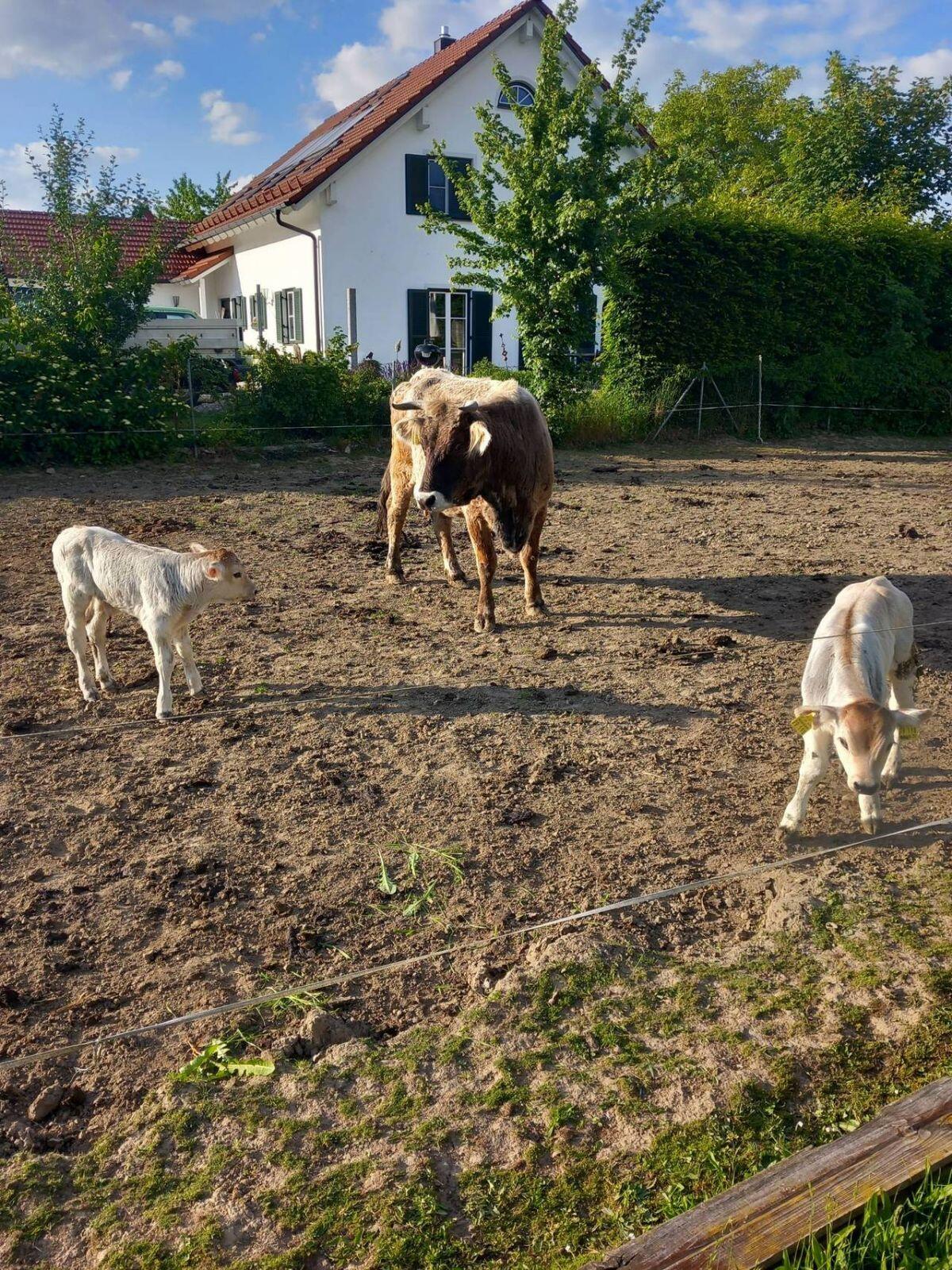 Tiroler Grauvieh Stier zu verkaufen 2