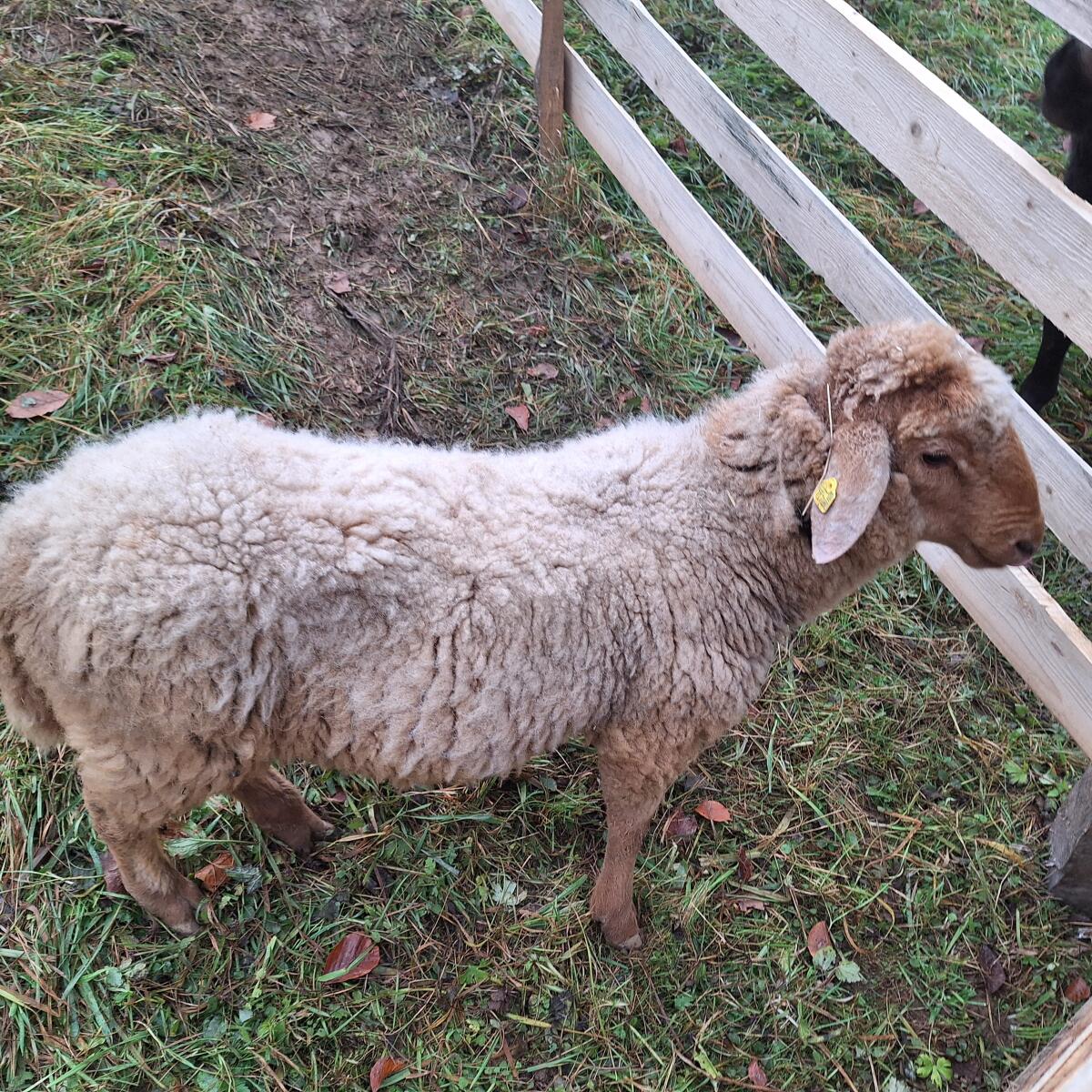 BERGSCHAF Widder abzugeben oder auch Tausch 2