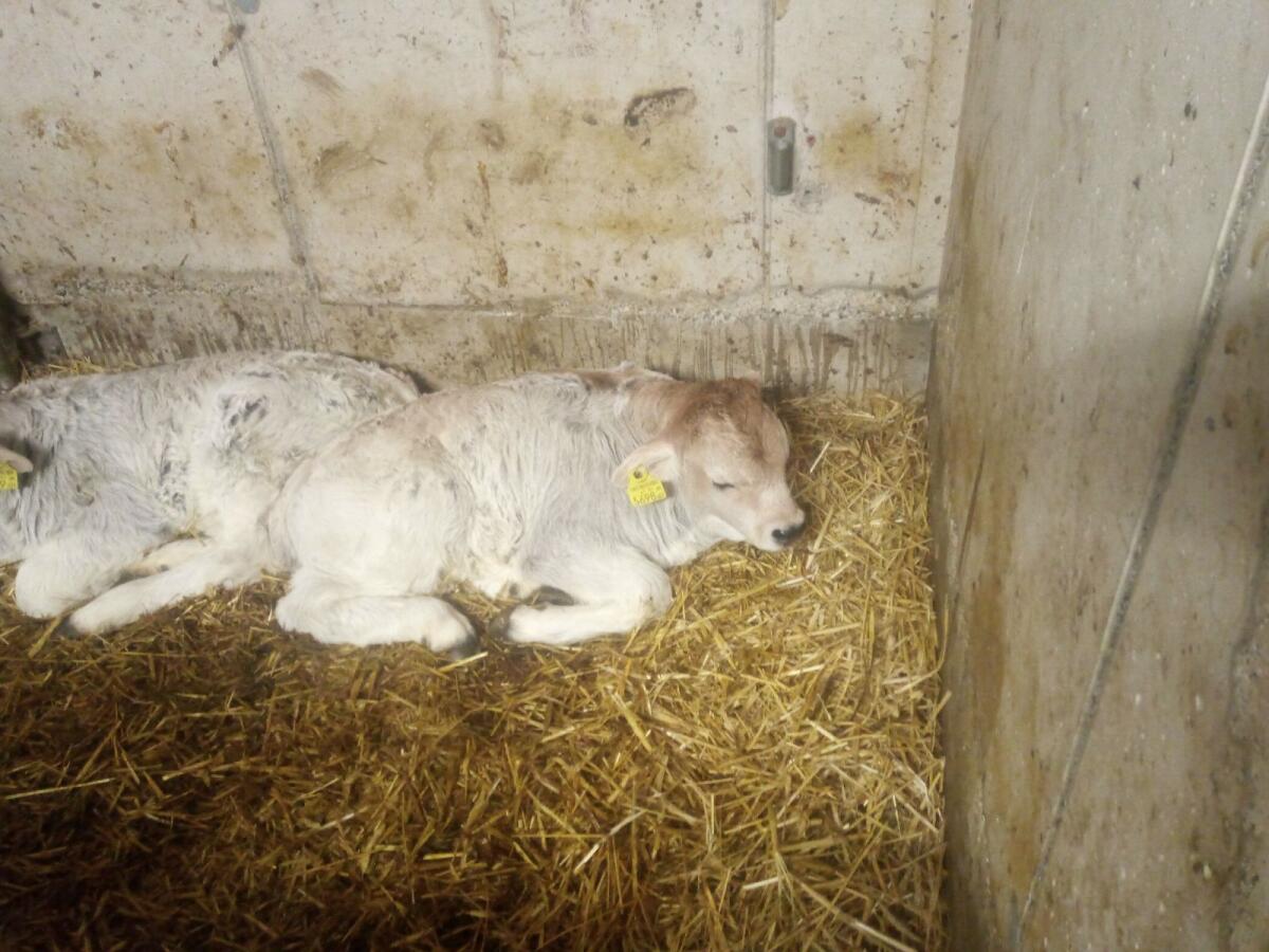 Bio Tiroler Grauvieh Stierkalb 1