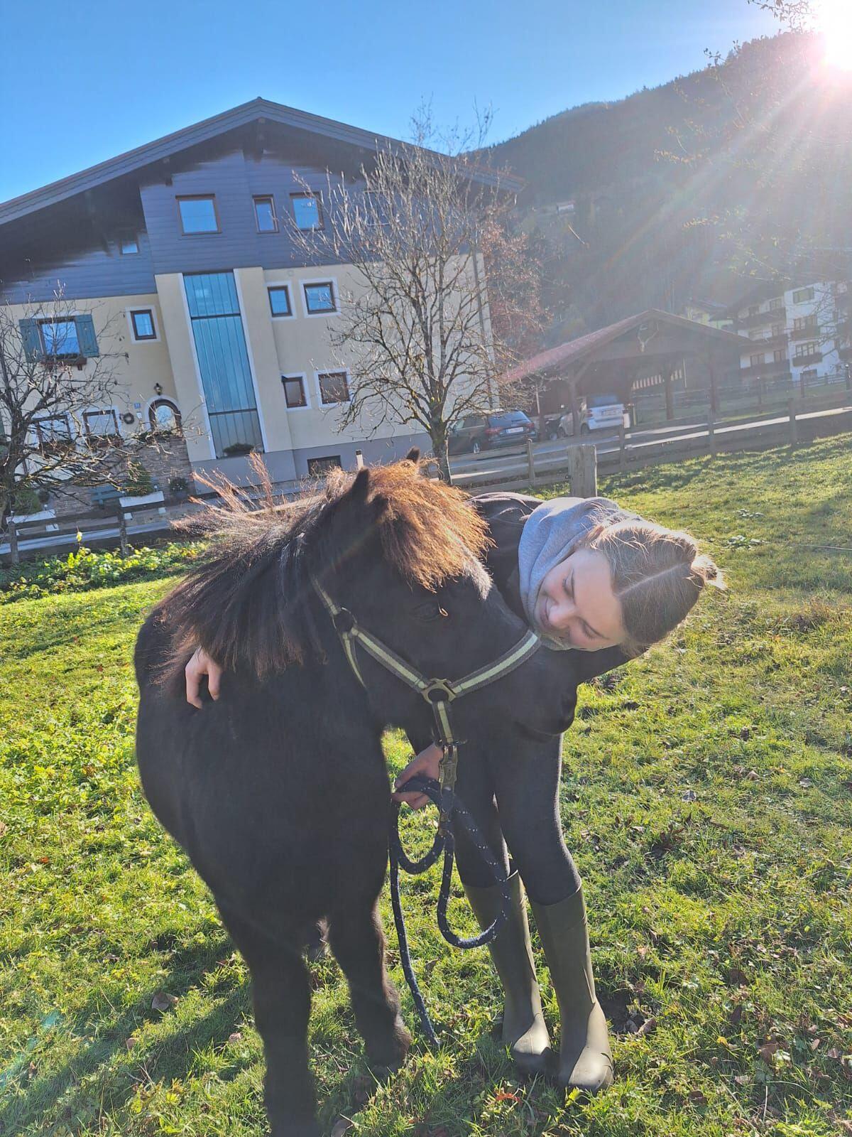 Isländer-Shetty Stute zu verkaufen 1