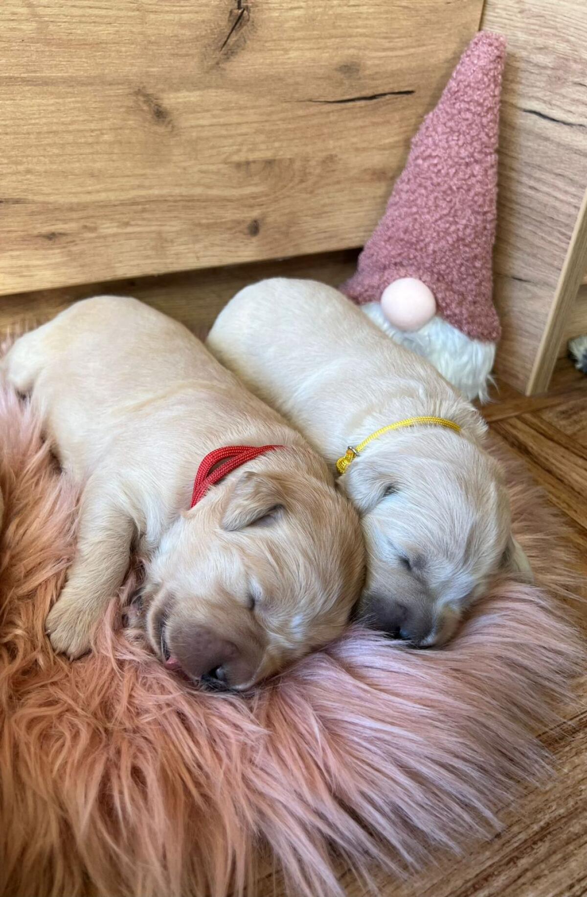 Golden Retriever Welpen 2