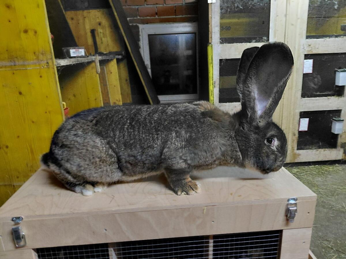 Graue und weiße Riesen 1