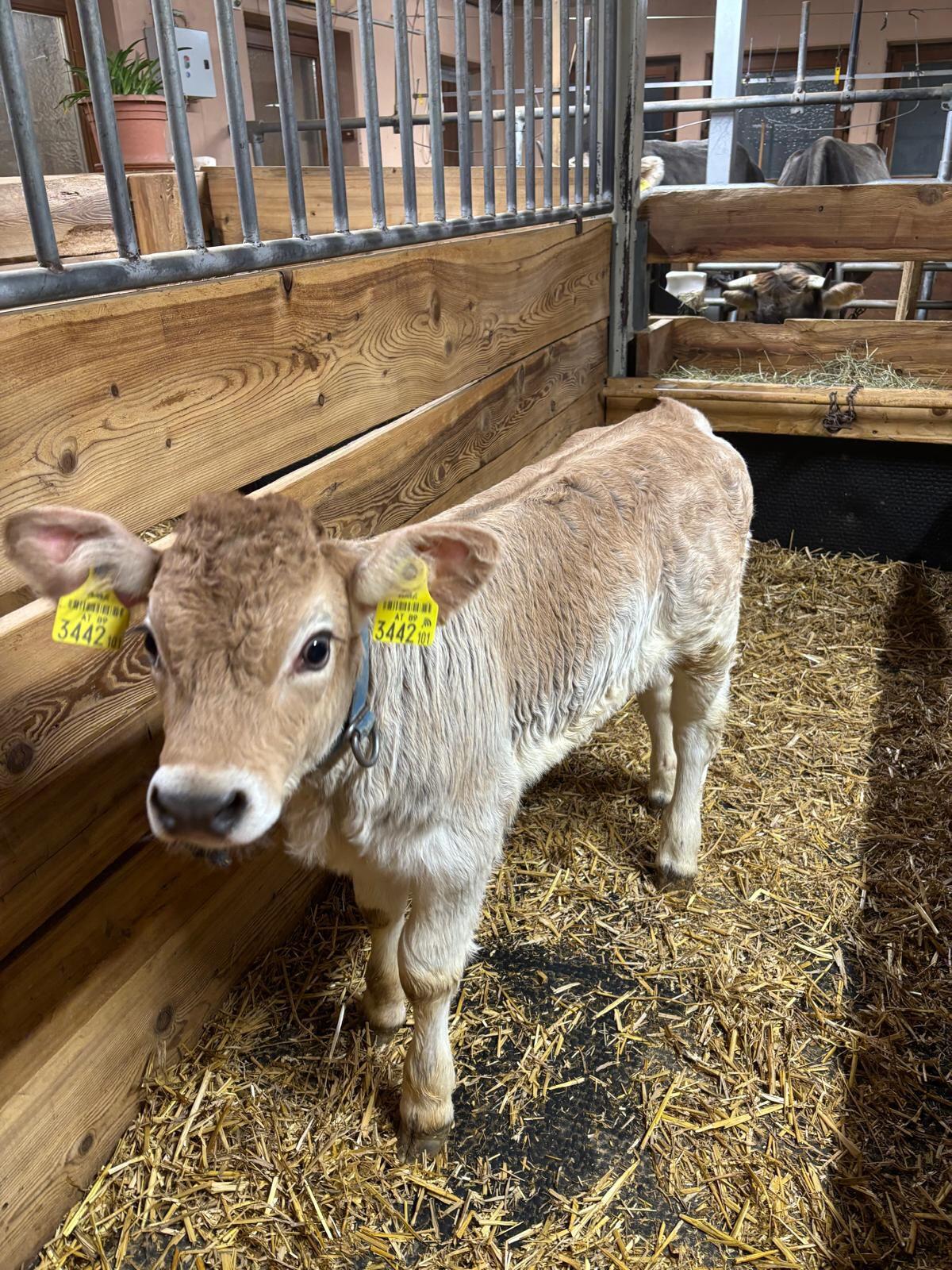 2 Grauvieh Zuchtkälber 1