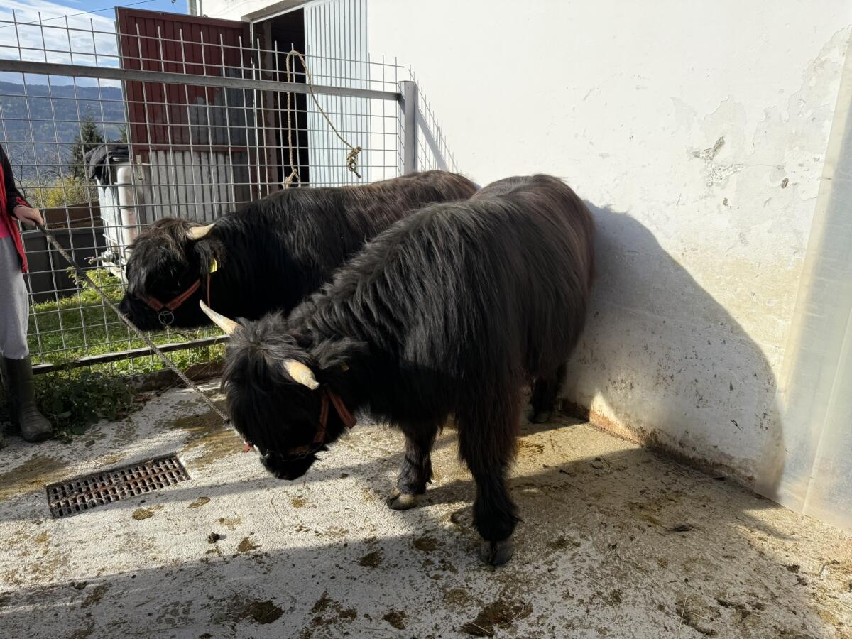 Hochlandrind Kalbinnen 2