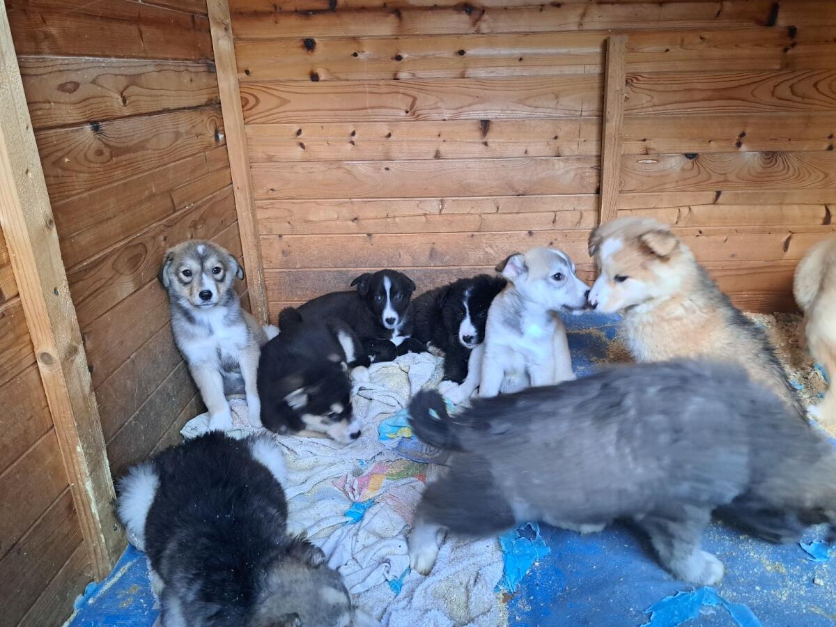 Wunderschöne Mischlingswelpen 3
