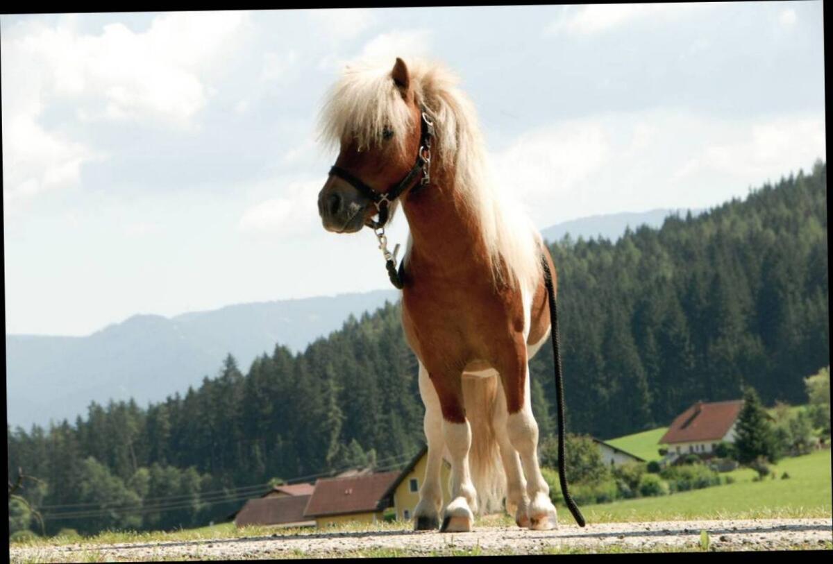 Mini Shetlandpony Hengst Iron 3