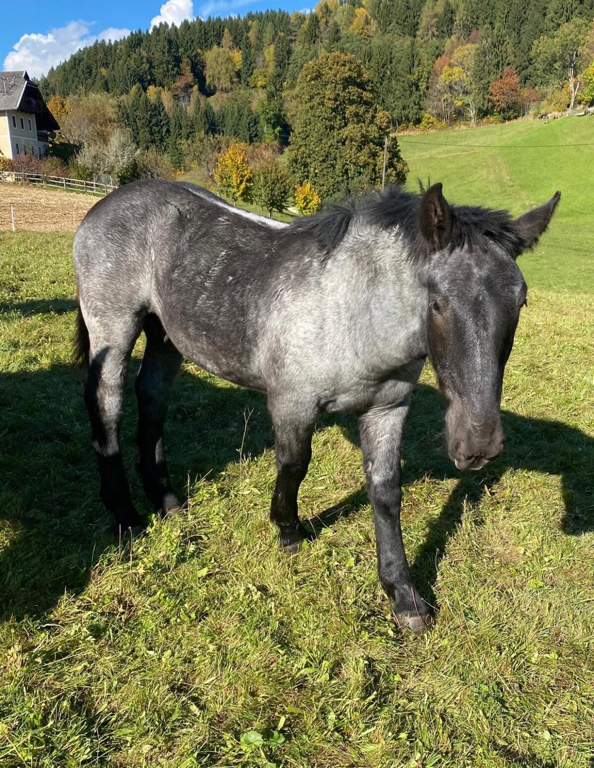 Noriker Hengst Fohlen 1