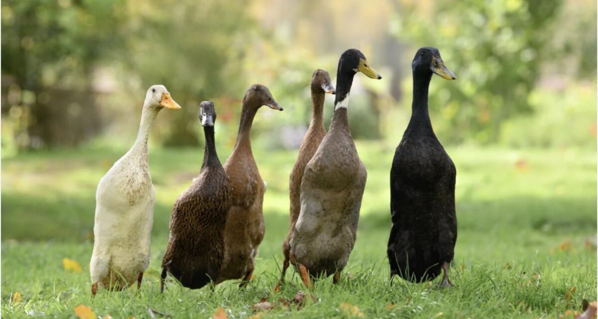 Suche Laufente, 5 Jahre oder älter 1