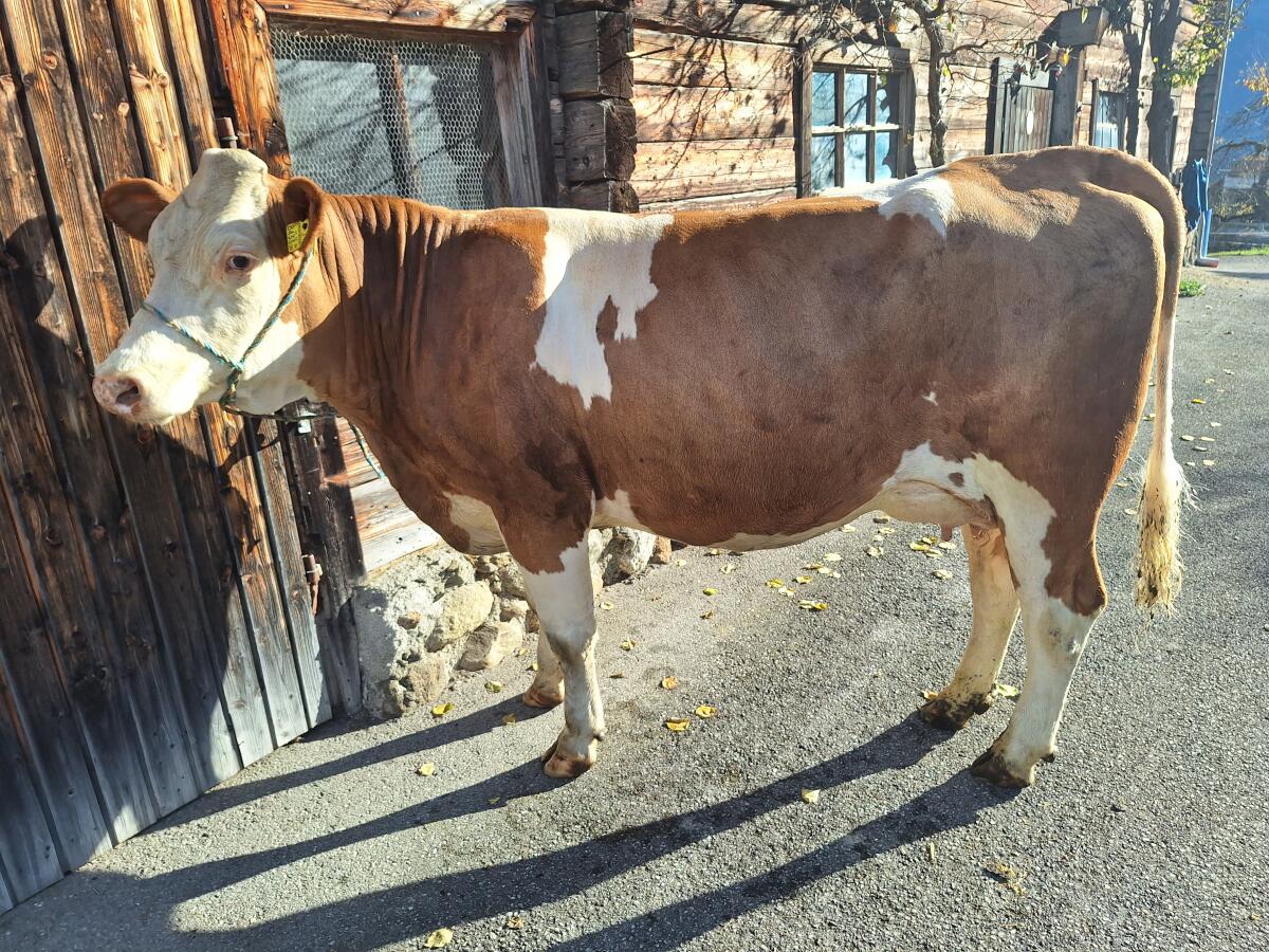 Verkaufe zahme, sehr brave Erstlingskuh aus Aufzuchtbetrieb 1