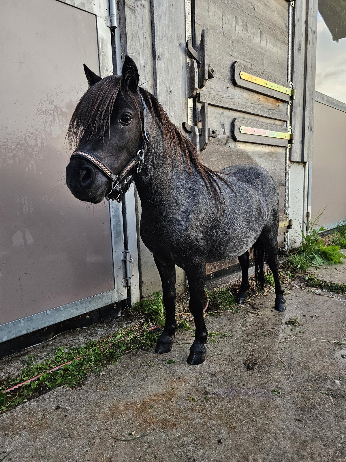 2 Minishetty-Stuten zu verkaufen, gekörter Hengst zu verpach 1