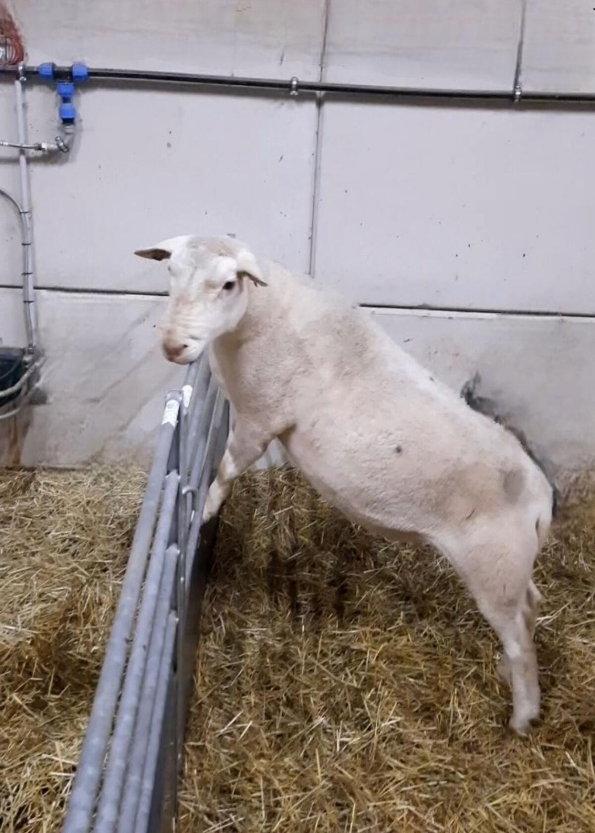 BIO Nolana Zuchtwidder 1