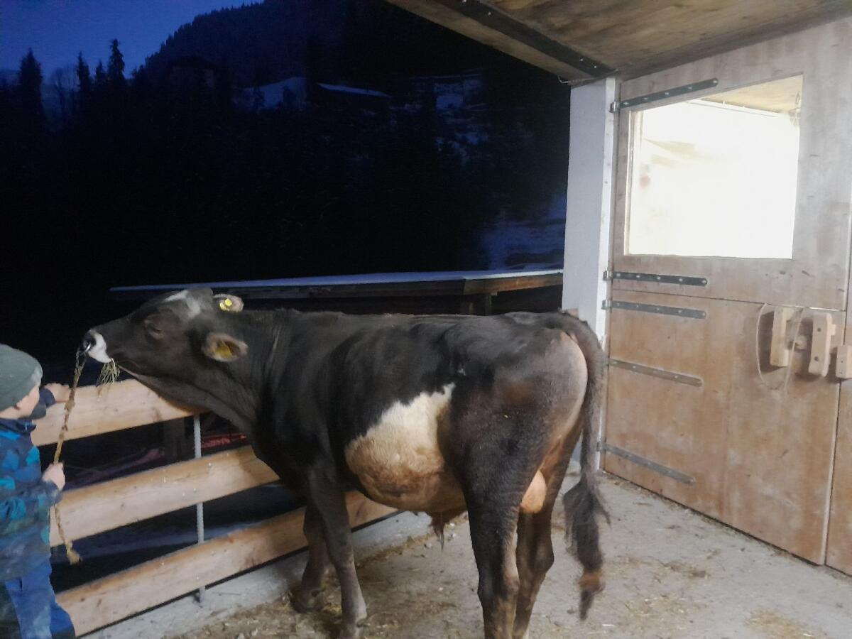 Verkaufe Braunviehstier 1