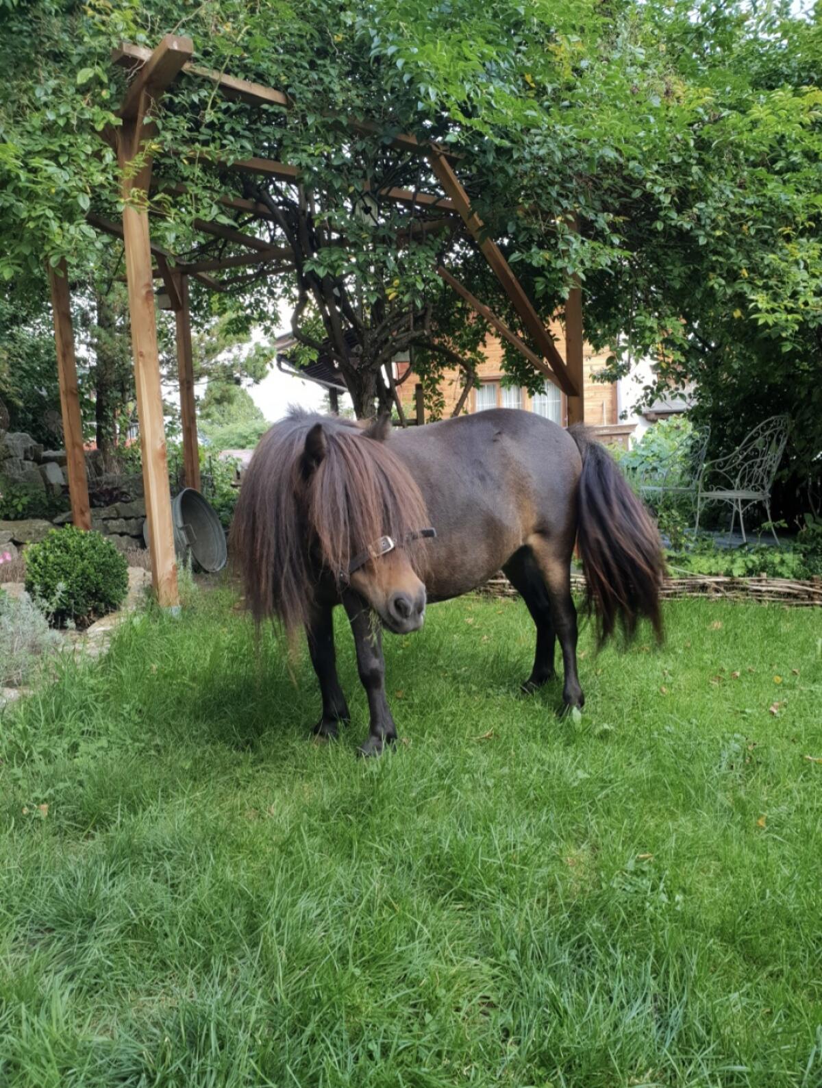 Ponystute zu verkaufen, 14 Jahre 2