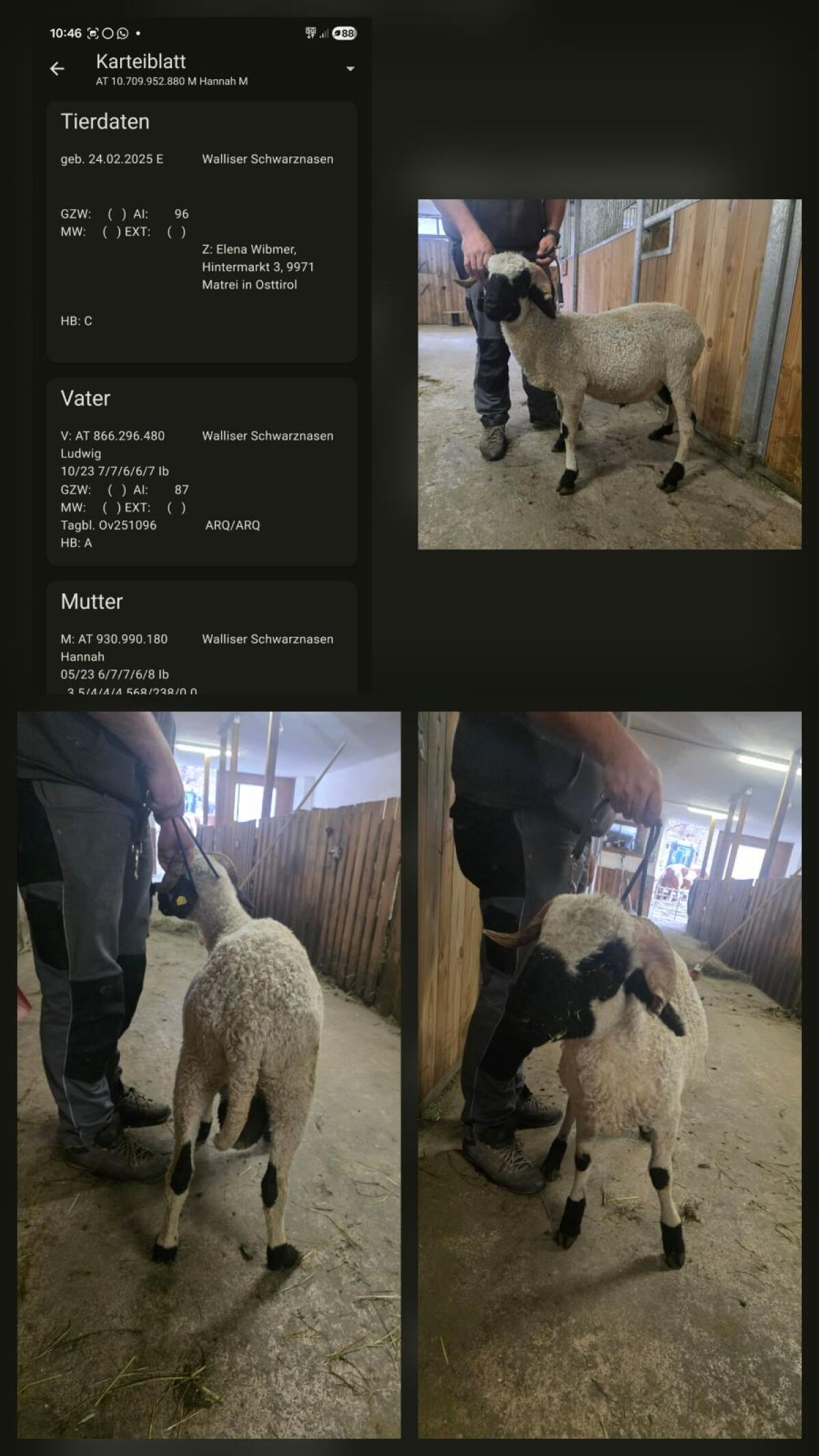 2 HB fähige Walliser Schwarznasenwidder 2