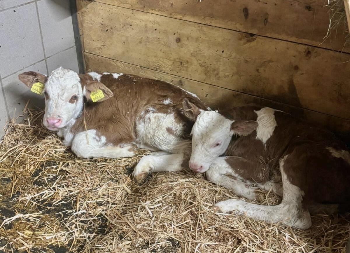 Fleckvieh Stierkälber 1