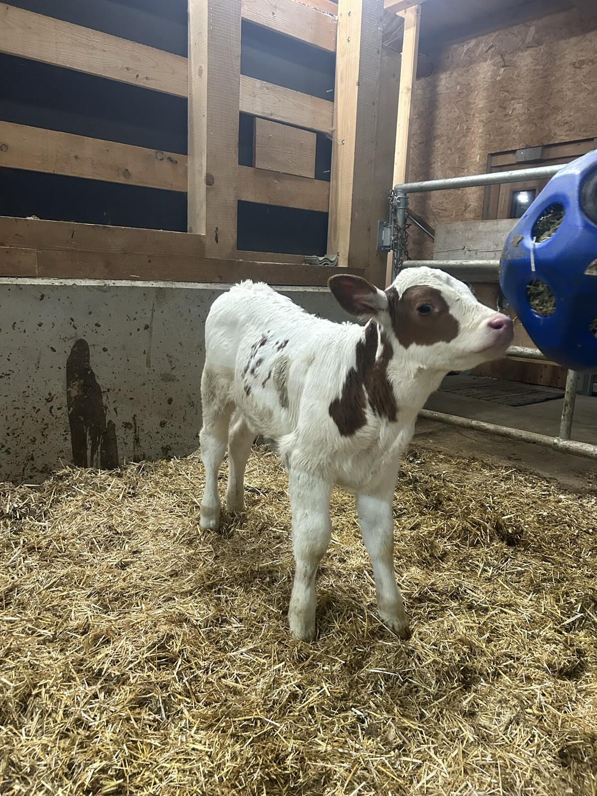 Bio Fleckvieh x RF Stierkalb 1