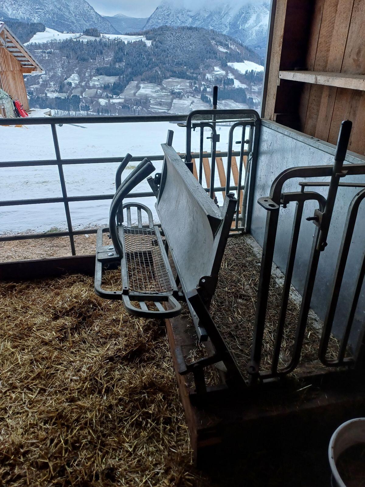 Klauenpflegestand Schafe 3