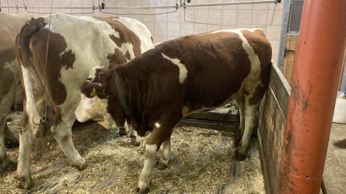 Original Fleckvieh 3