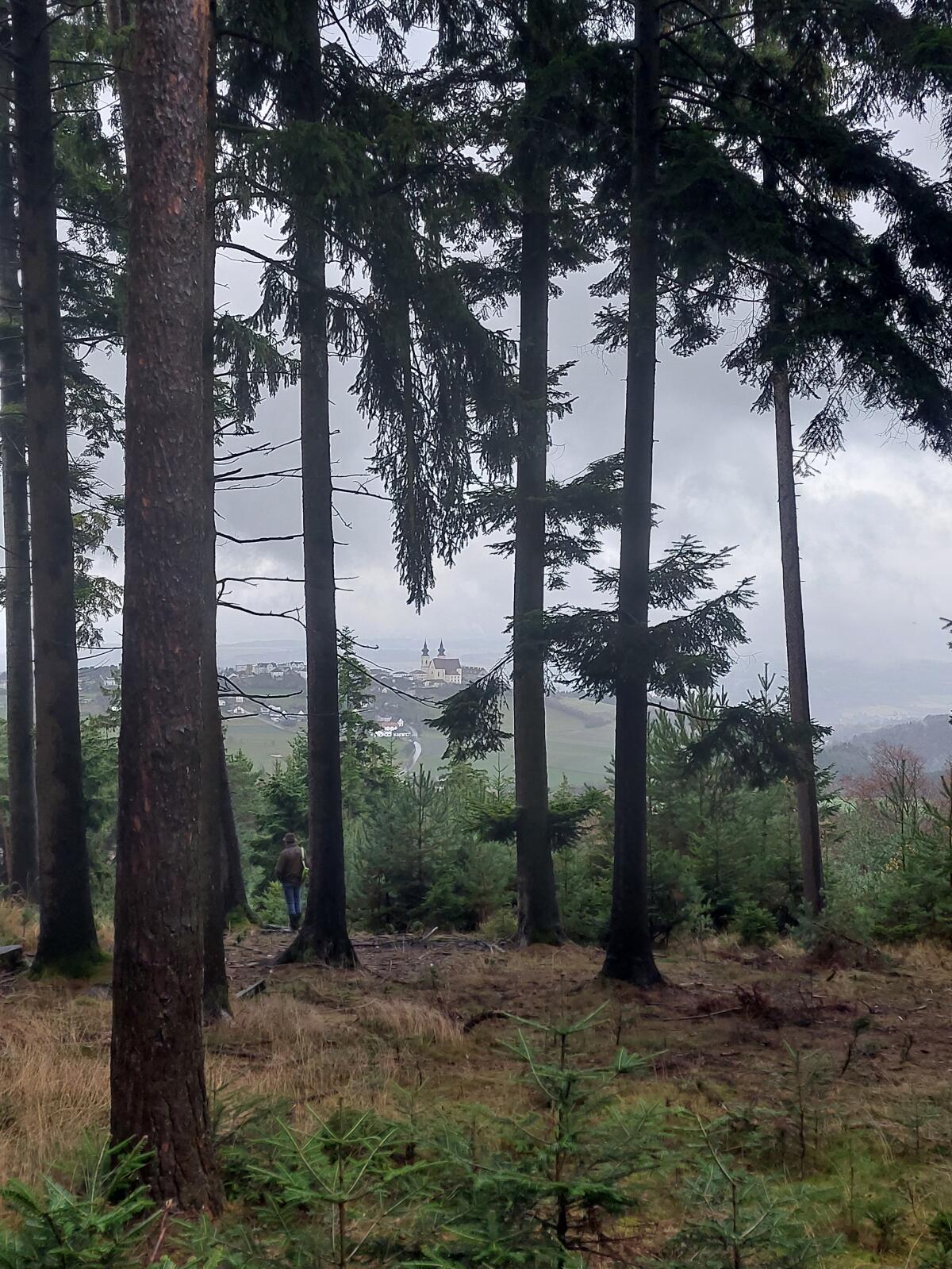 2 ha Wald (Fichte & Tanne) in Reitern/Nähe Maria Taferl zu verkaufen 1