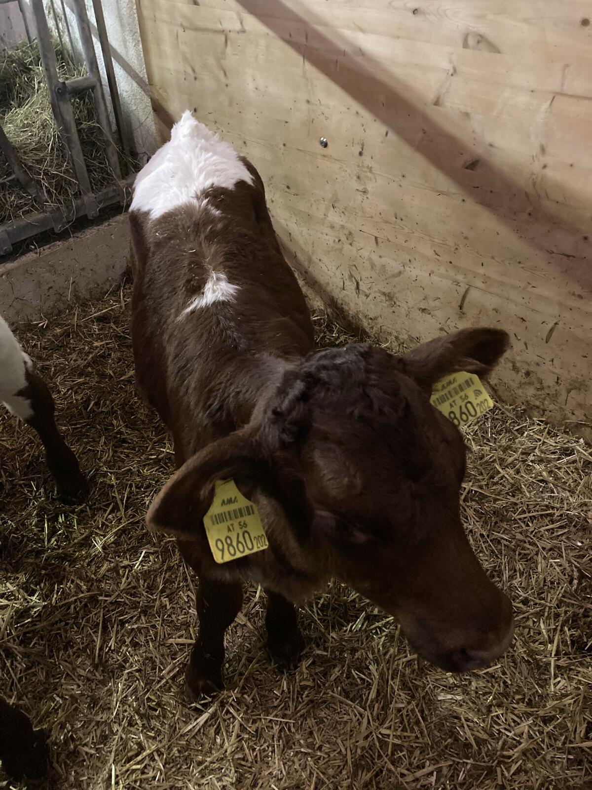 Pinzgauer Kalb weiblich 1