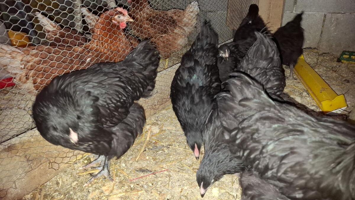 Orpington schwarz Junghühner 1