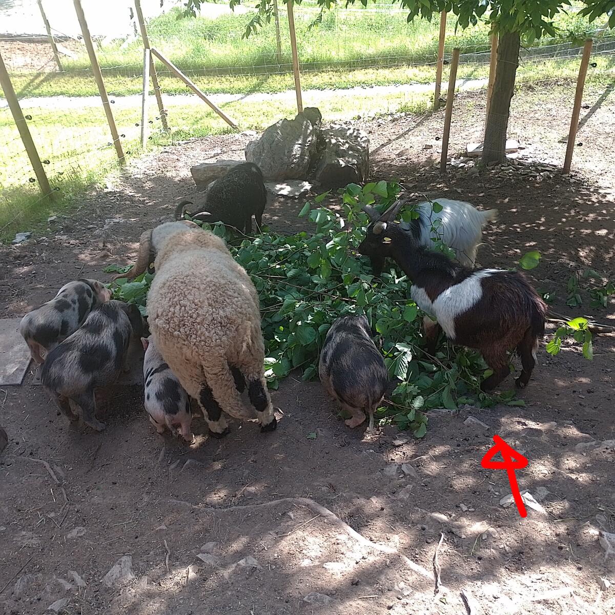 Lieber Zwergziegenbock, kastriert 2