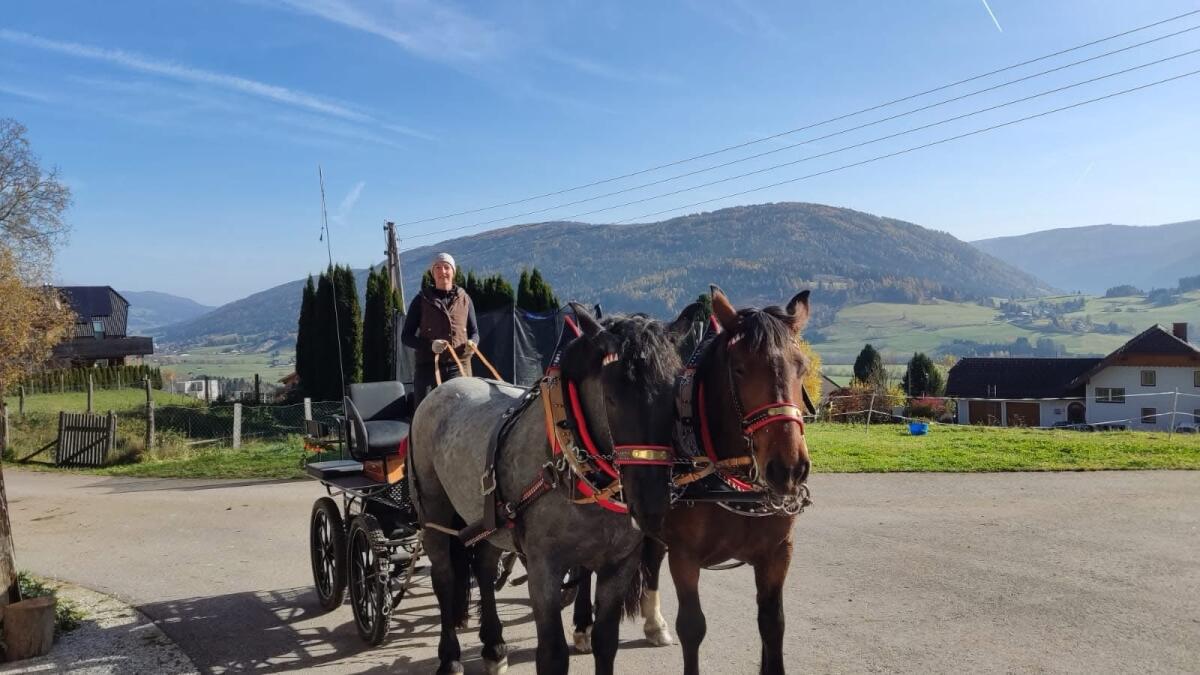 Noriker Mohrenkopfstute 3