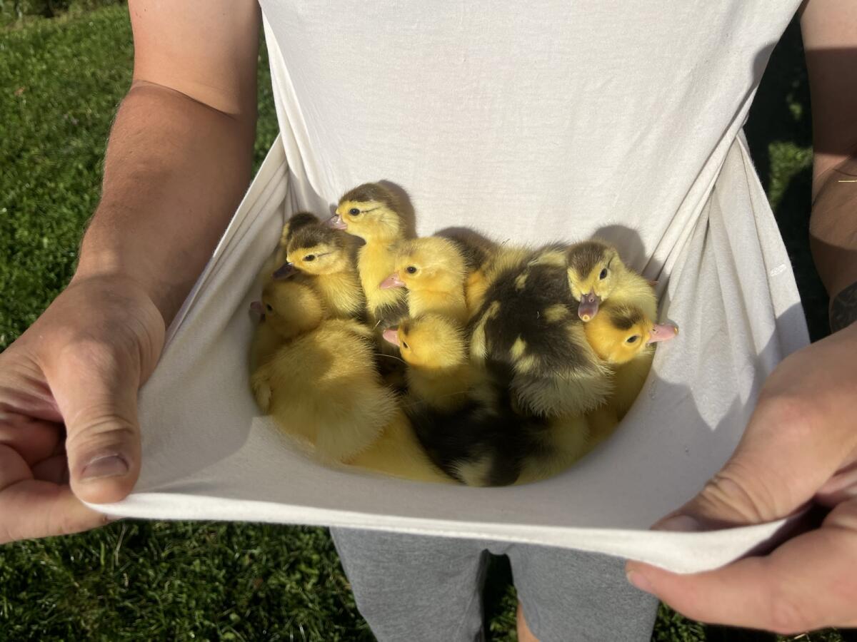 Warzenenten männliche/weibliche abzugeben 2