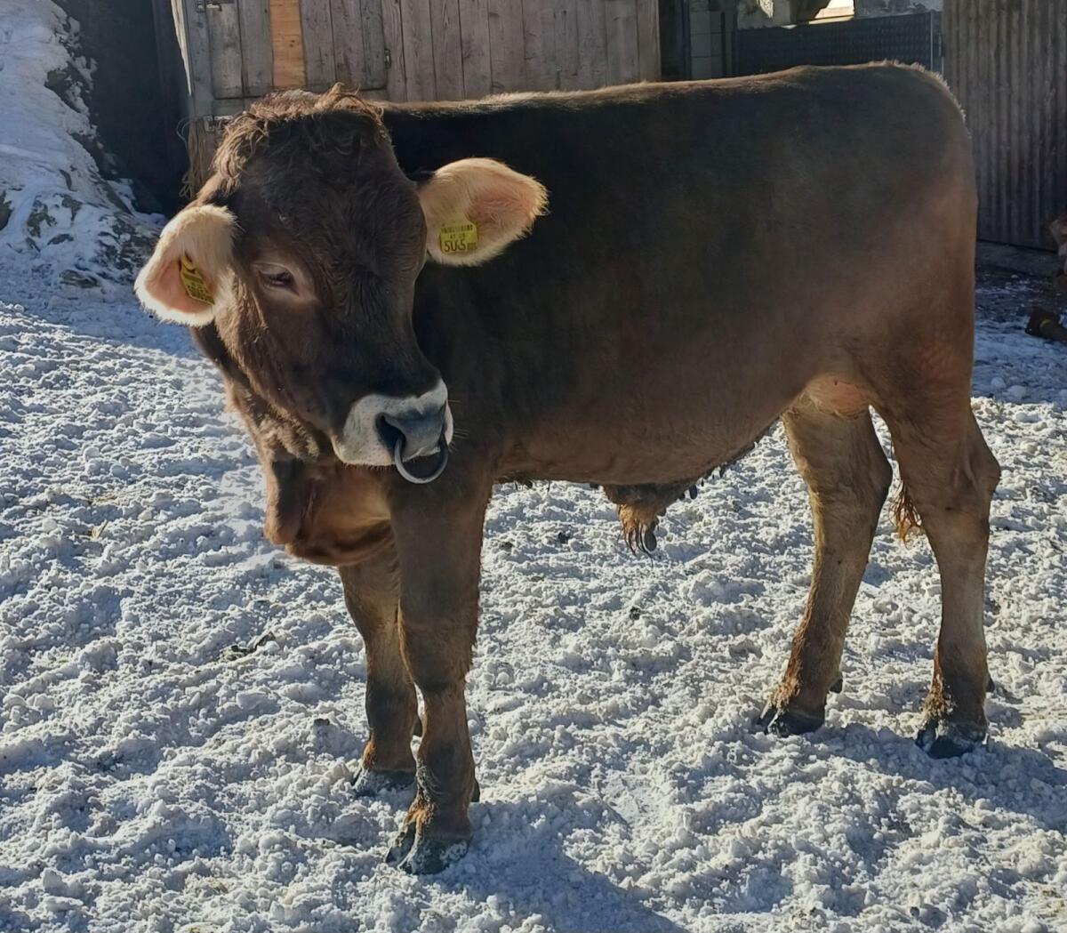 Sprungstier Original Braunvieh 1