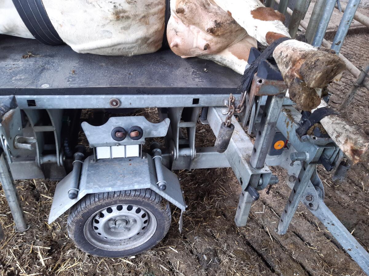 Klauenpflegestand Rosensteiner Vet Pro 1