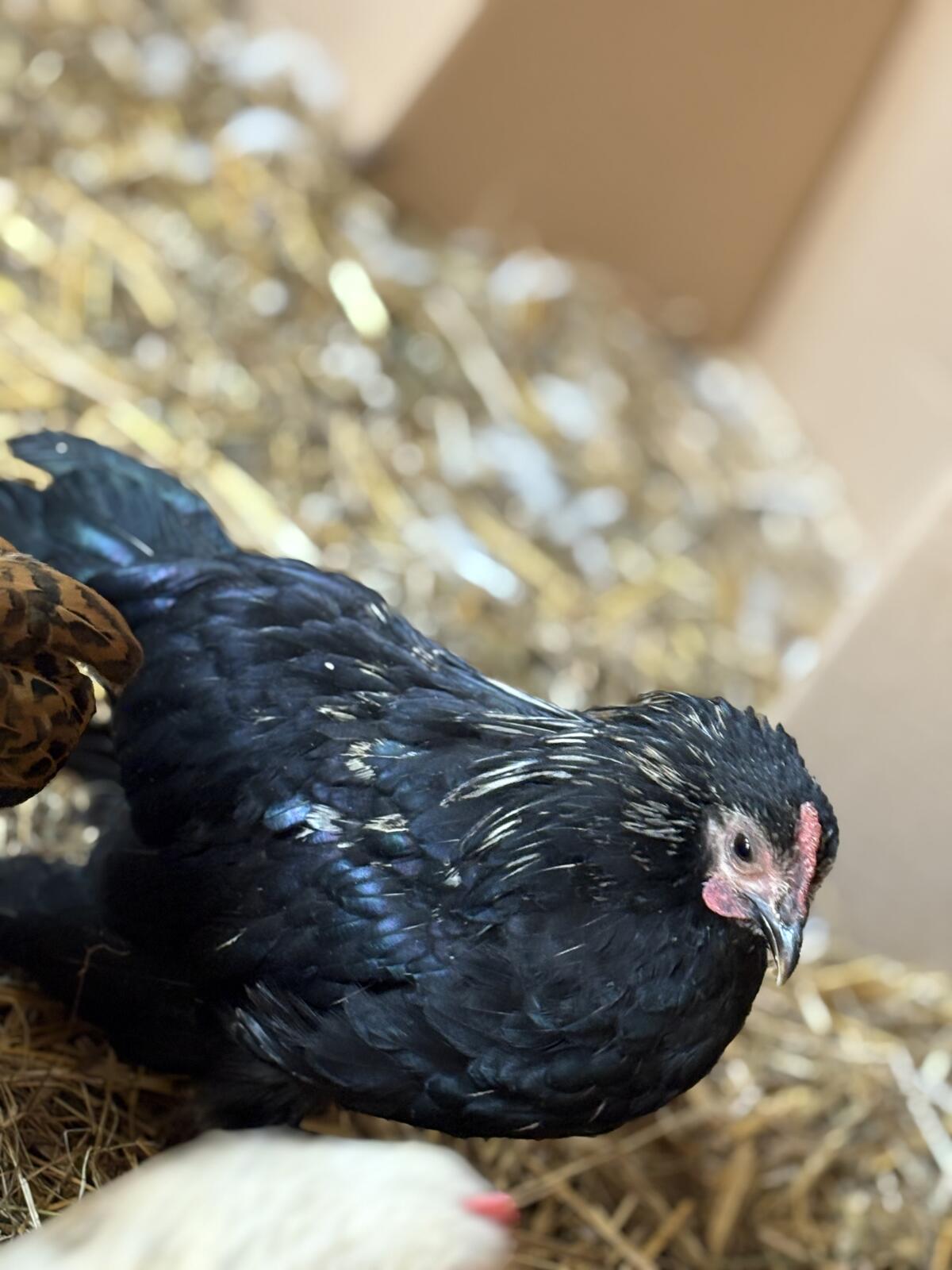 Junge Zwergcochin x Seidenhuhn 1