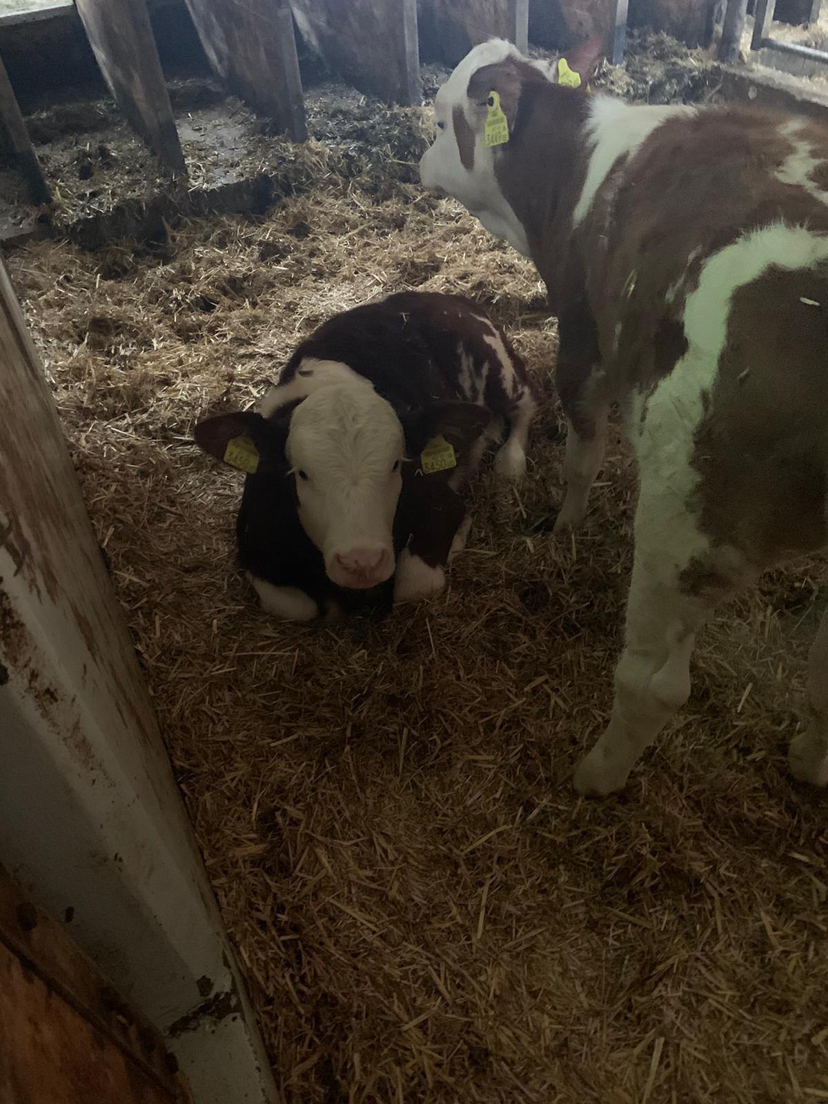 BIO hornlose Fleckvieh Kuhkälber 2