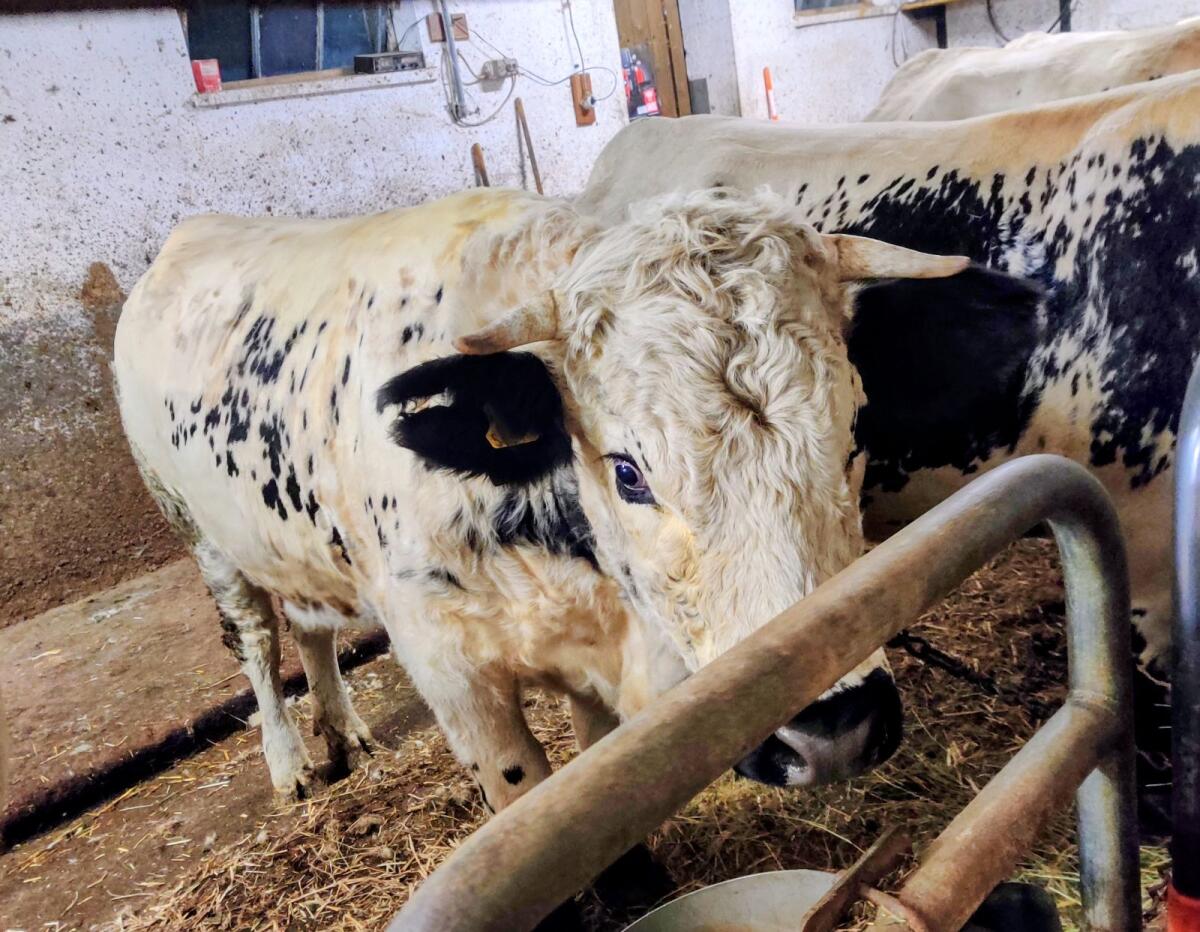 Pustertaler Sprinzen Kalbin trächtig 1
