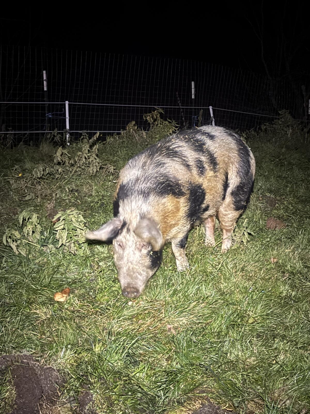 Turopolje Zuchtsau 1