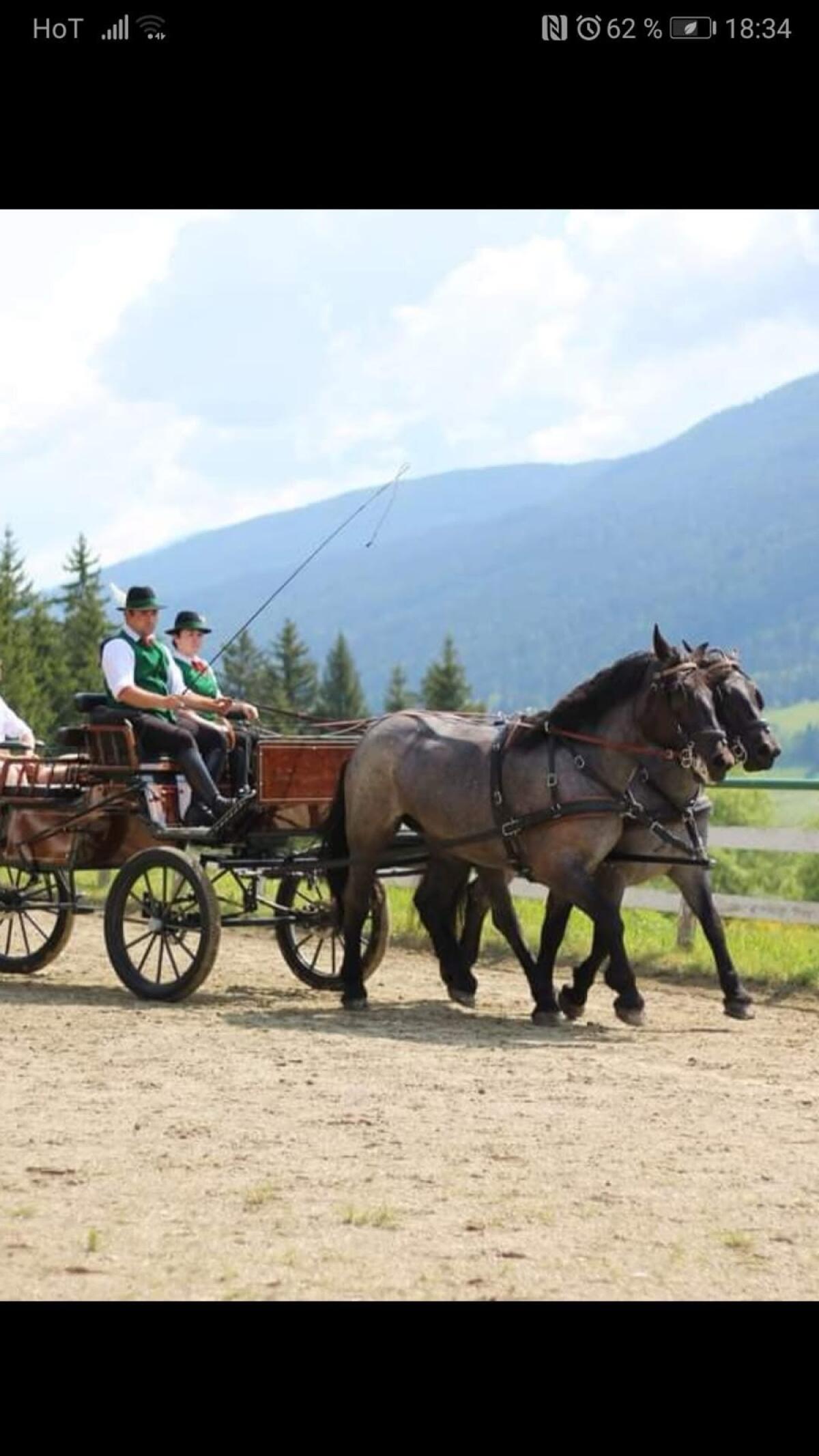 Noriker Mohrenkopfstute 2