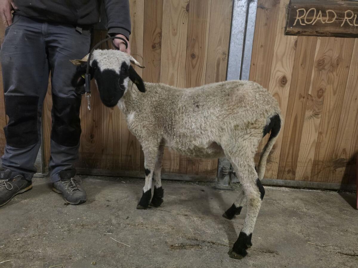 2 HB-fähige Walliser Schwarznasenauen 1