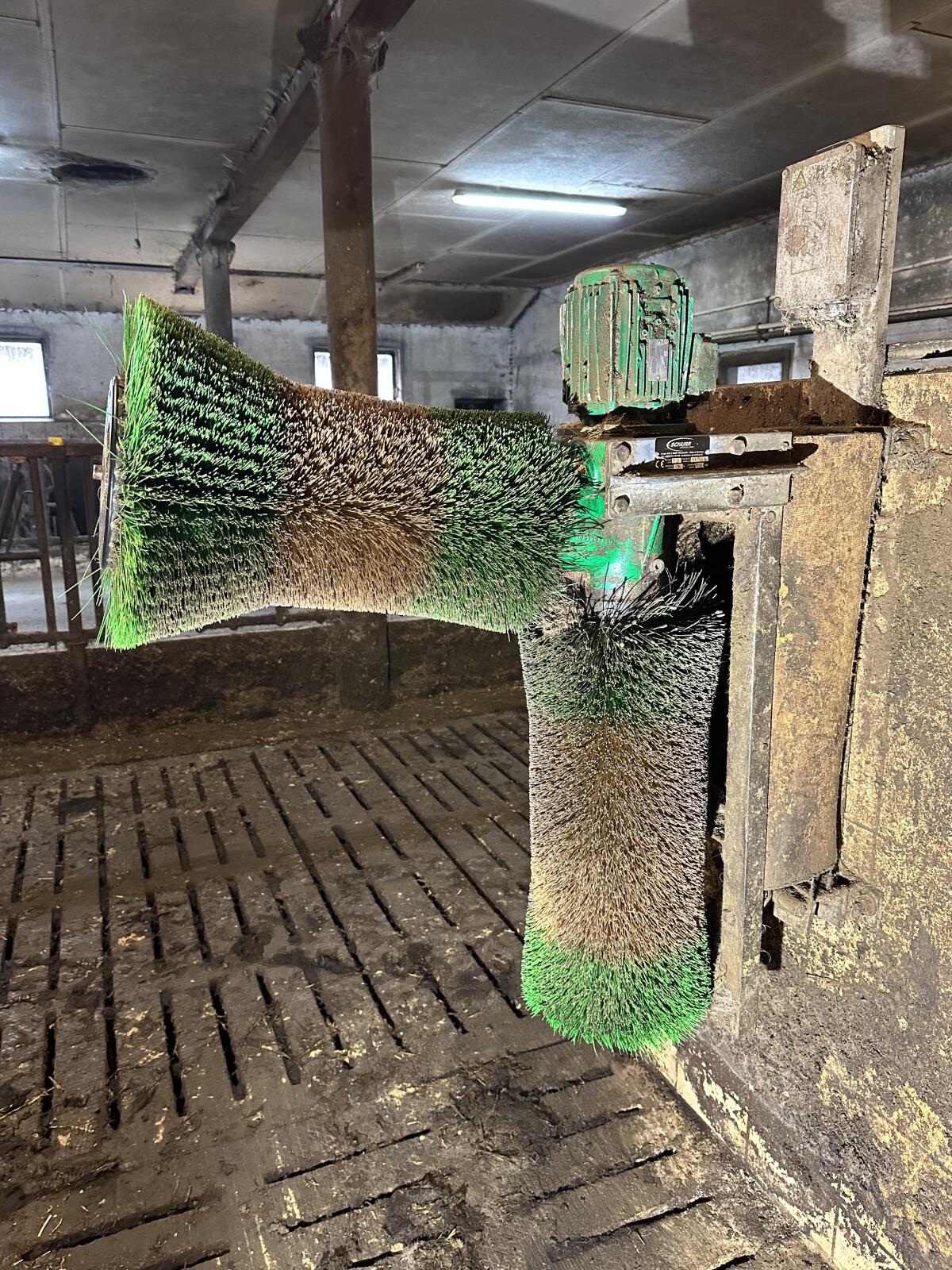 Schurr Rinderbürste 1