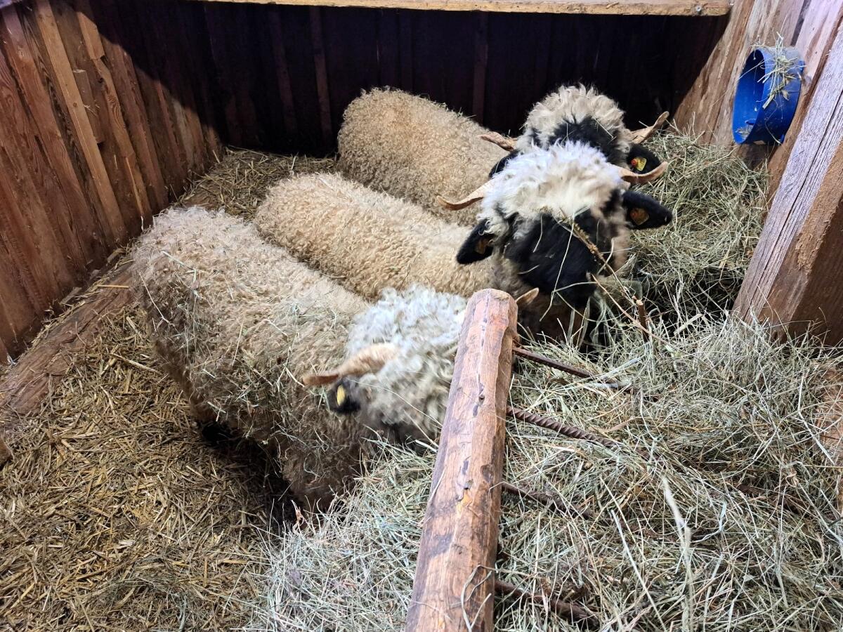 Walliser Schwarznasen Schafe 1