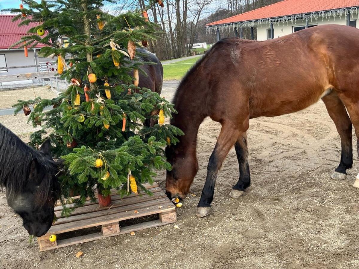 Verstärkung gesucht 2