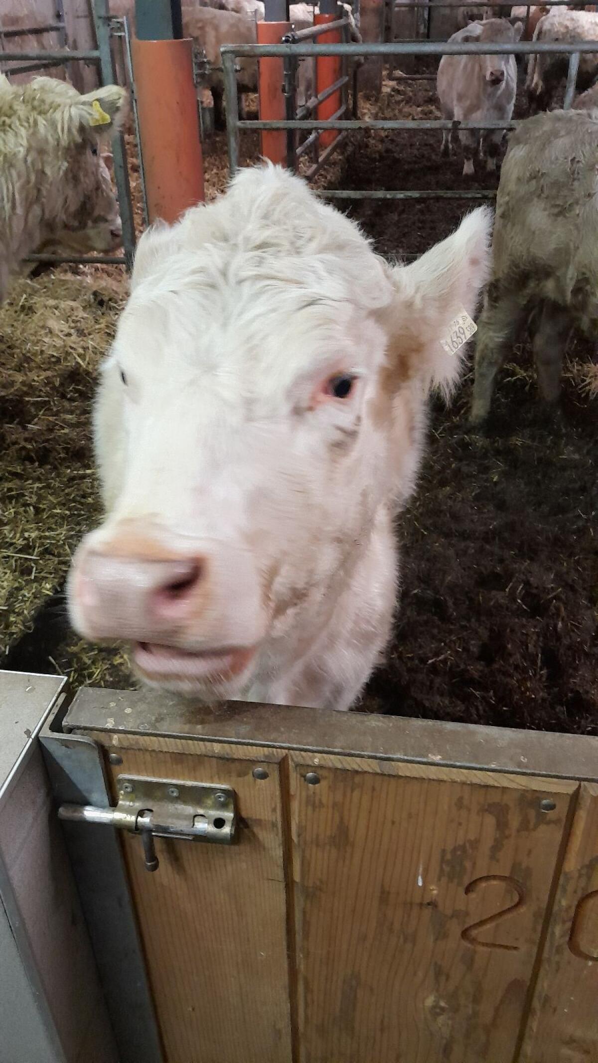 BIO Charolais Kalbin 1