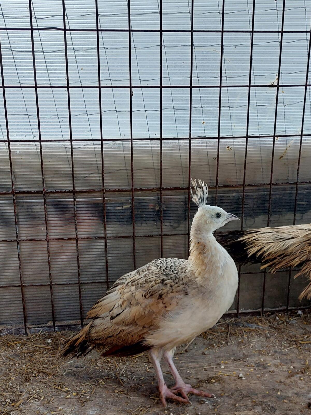 Schwarzflügelpfau 1