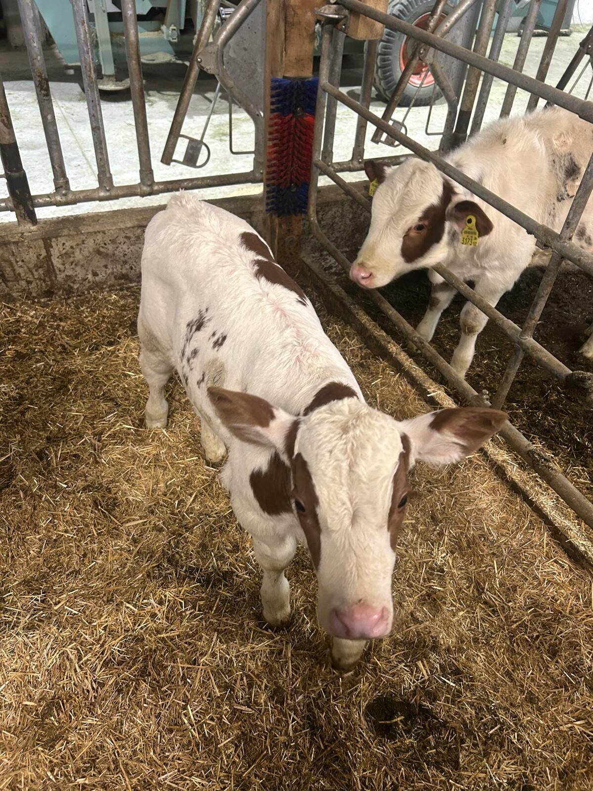 Bio Fleckvieh x RF Stierkalb 3