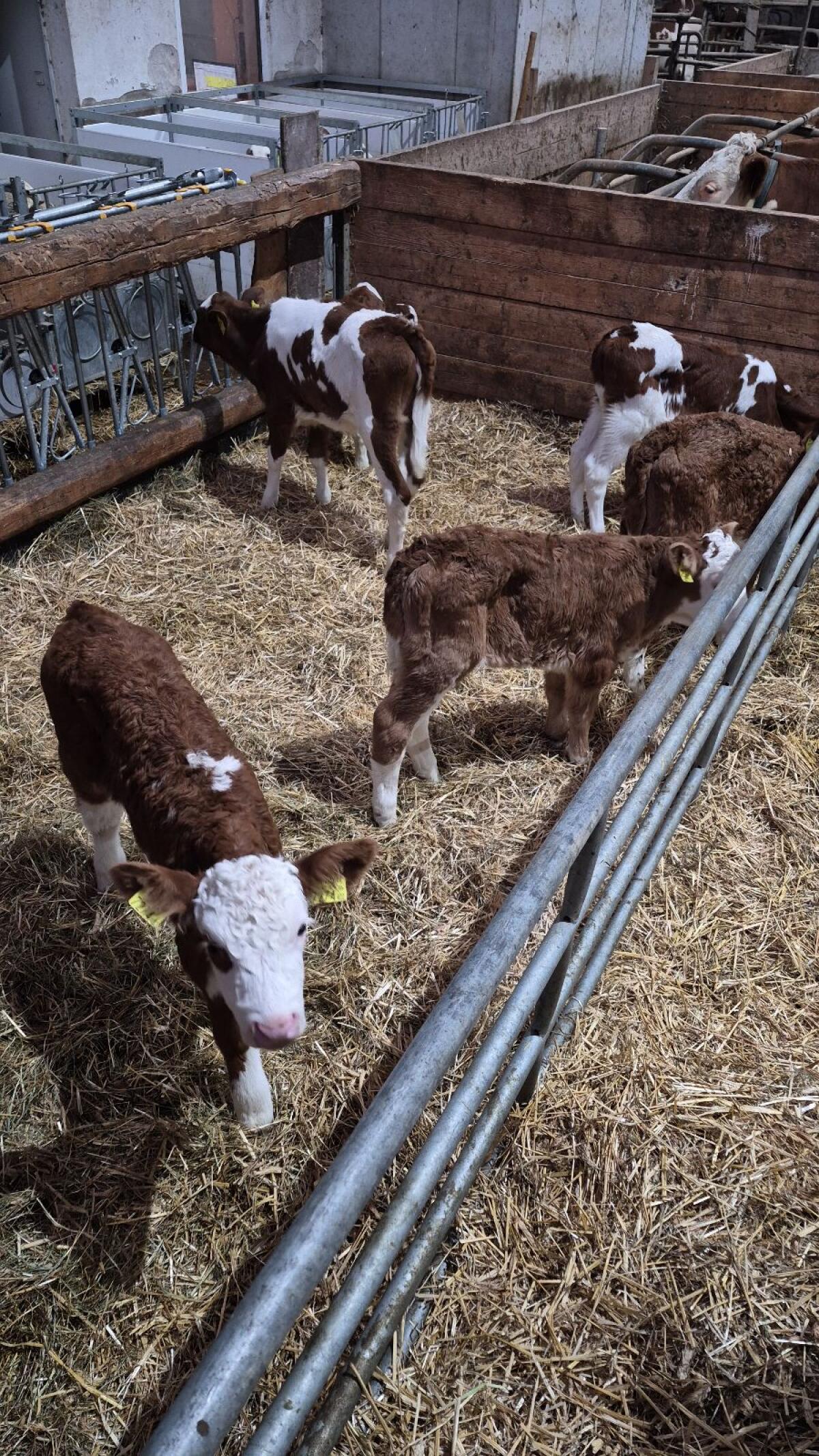 Bio Fleckvieh Zuchtkälber 2