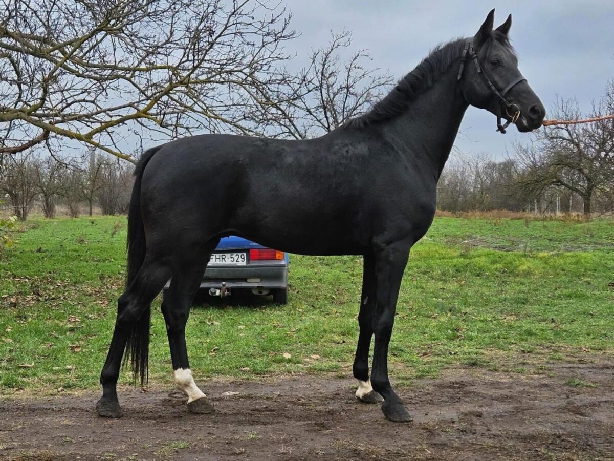 Belgisch gezogener Junghengst 2