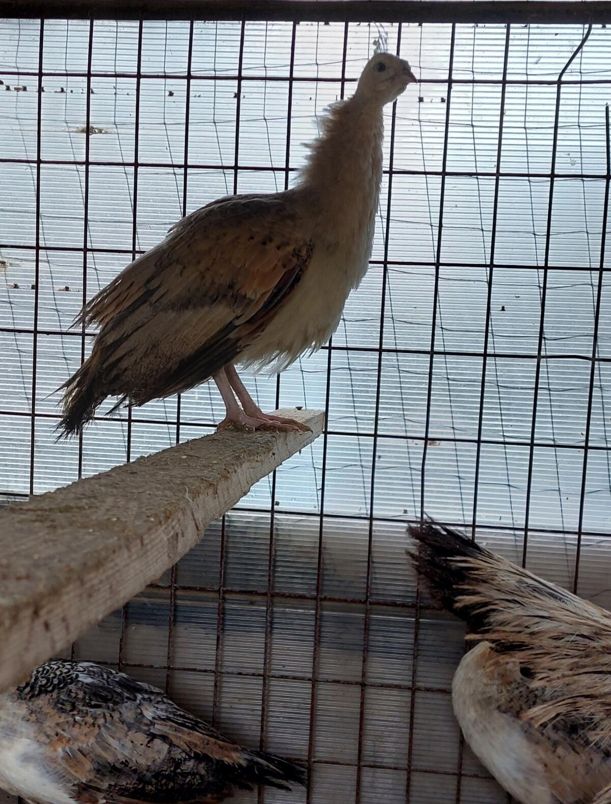 Schwarzflügelpfau 3