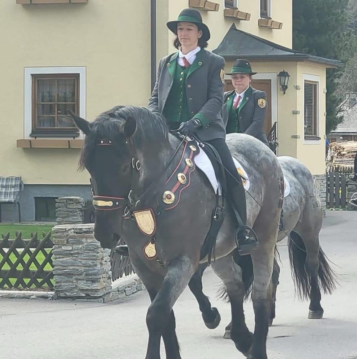 Noriker Mohrenkopfstute 1